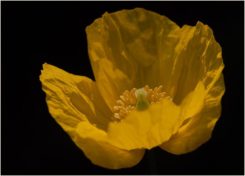 Gelber Scheinmohn (Meconopsis cambrica)