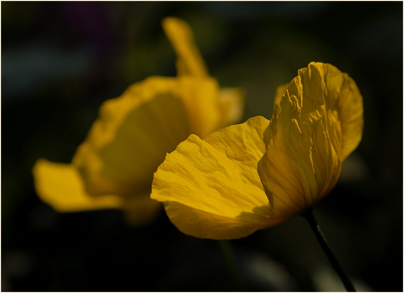 Gelber Scheinmohn (Meconopsis cambrica)