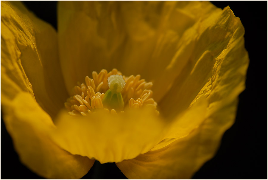 Gelber Scheinmohn (Meconopsis cambrica)