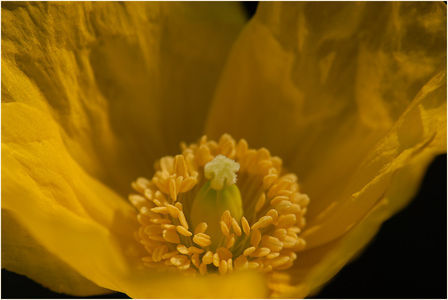 Gelber Scheinmohn (Meconopsis cambrica)