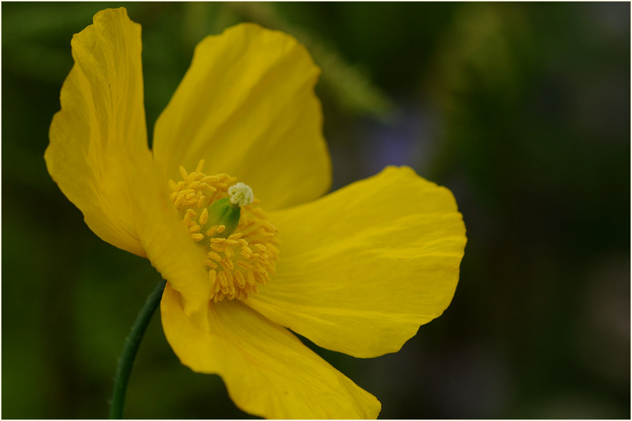 Gelber Scheinmohn (Meconopsis cambrica)