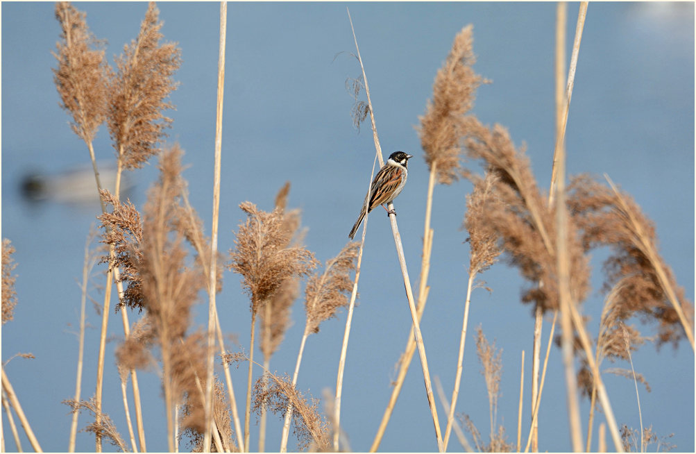 Rohrammer im Schilfrohr (Phragmites communis Trin.)