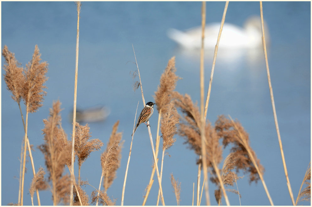 Rohrammer im Schilfrohr (Phragmites communis Trin.)