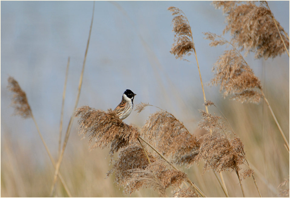 Rohrammer im Schilfrohr (Phragmites communis Trin.)