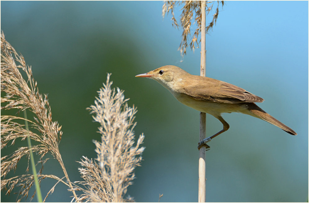 Teichrohrsänger im Schilfrohr (Phragmites communis Trin.)