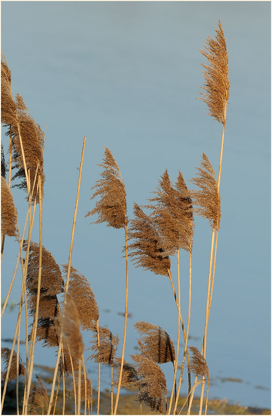 Schilfrohr (Phragmites communis Trin.)