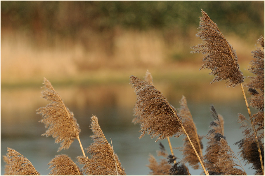 Schilfrohr (Phragmites communis Trin.)