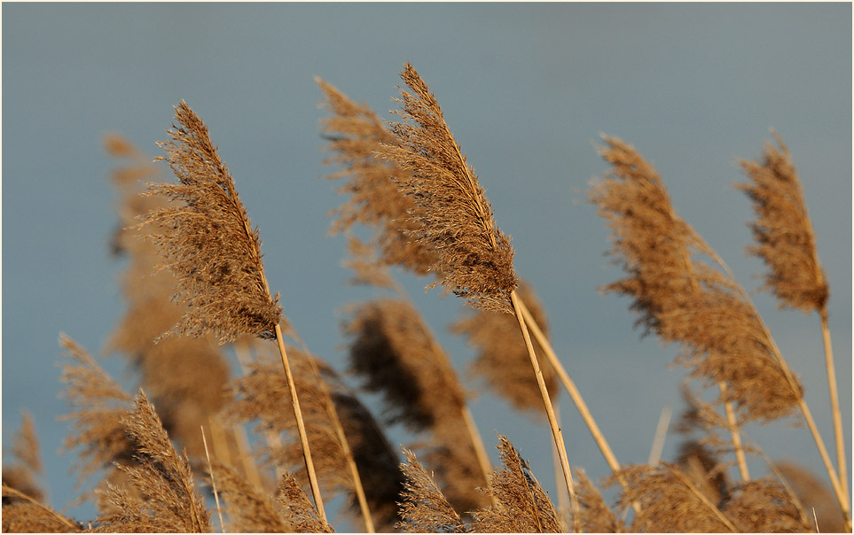 Schilfrohr (Phragmites communis Trin.)