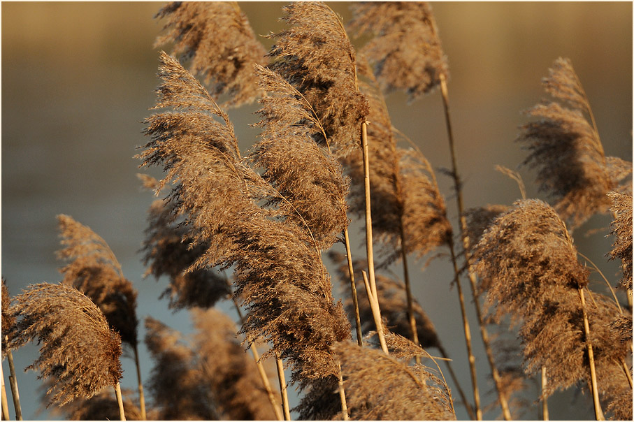 Schilfrohr (Phragmites communis Trin.)