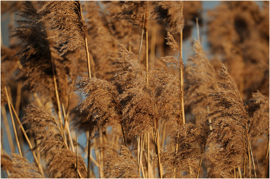 Schilfrohr (Phragmites communis Trin.)