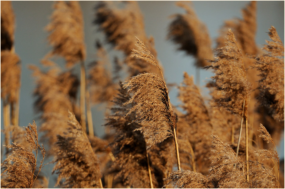 Schilfrohr (Phragmites communis Trin.)