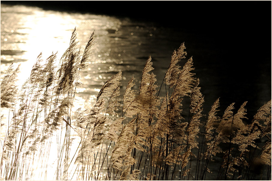 Schilfrohr (Phragmites communis Trin.)