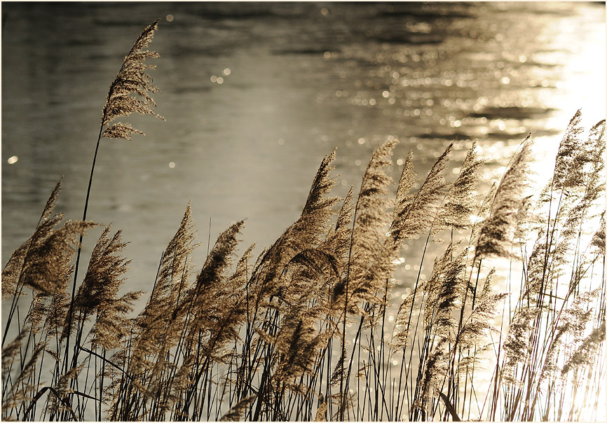 Schilfrohr (Phragmites communis Trin.)