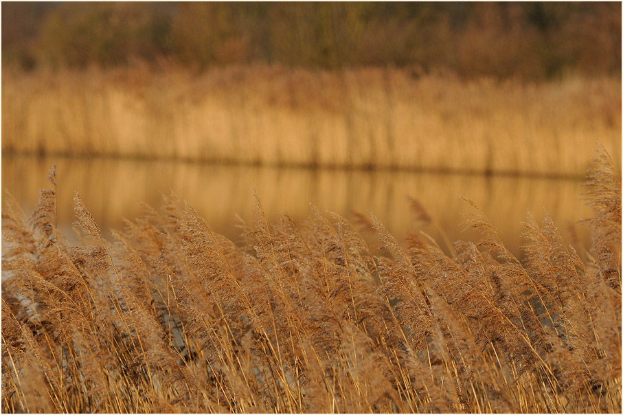 Schilfrohr (Phragmites communis Trin.)