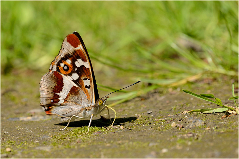 Großer Schillerfalter
