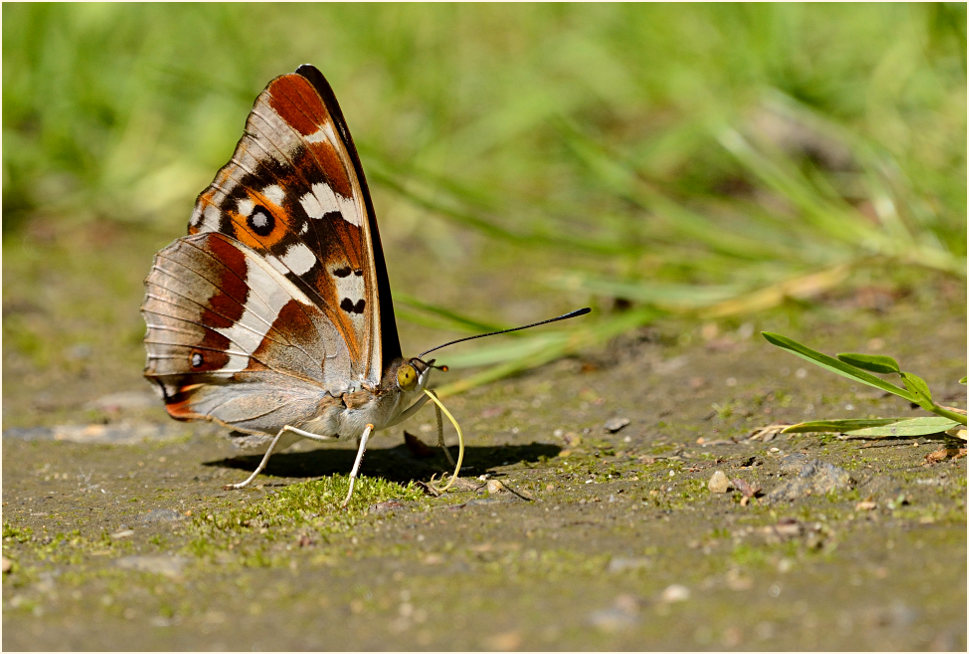 Großer Schillerfalter