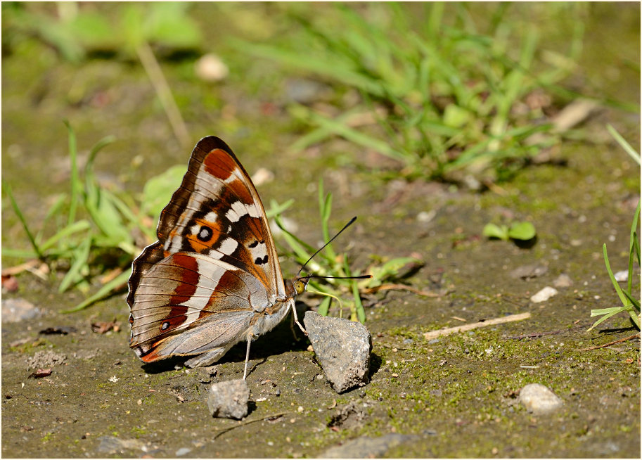 Großer Schillerfalter