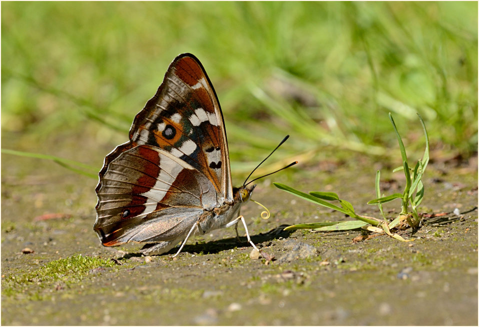 Großer Schillerfalter