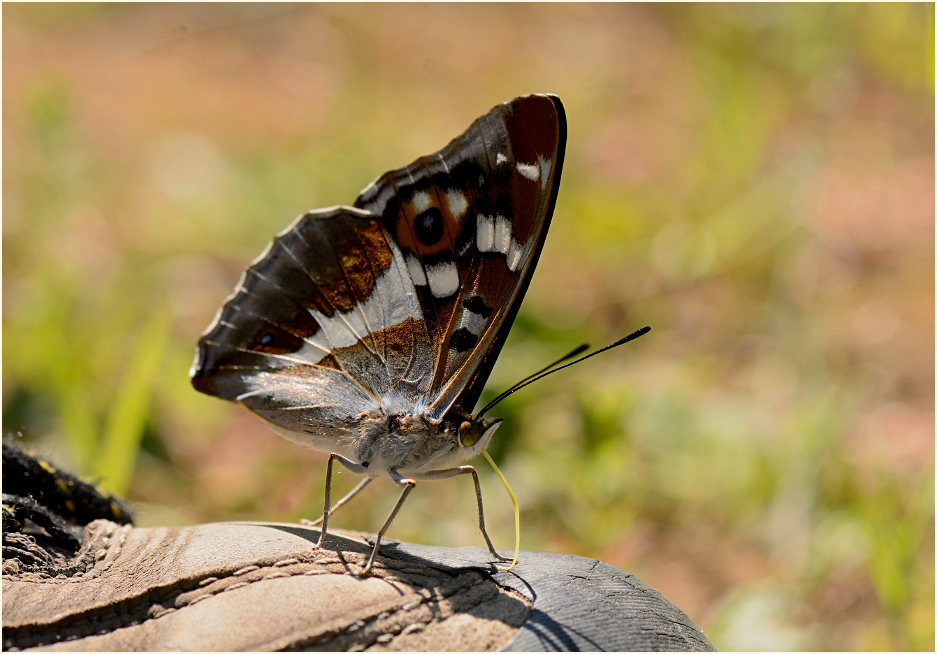 Großer Schillerfalter