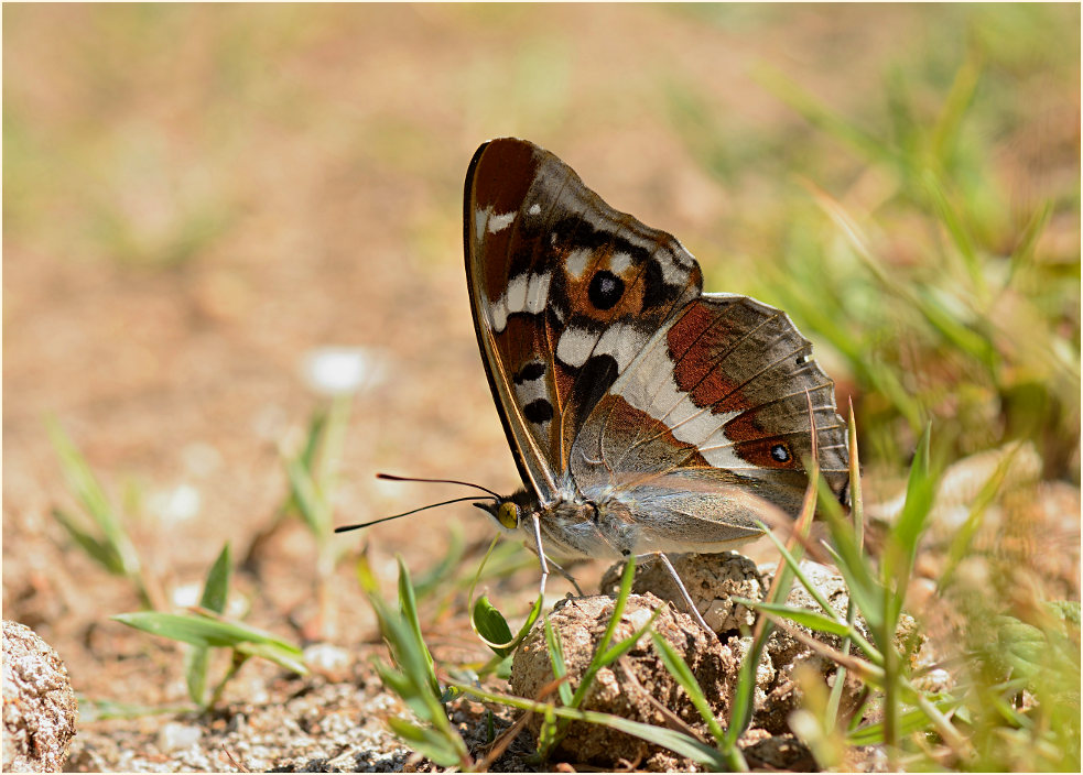 Großer Schillerfalter