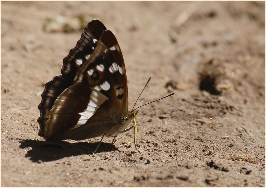 Großer Schillerfalter