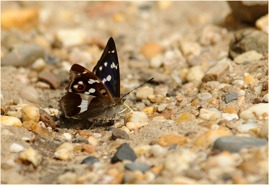 Großer Schillerfalter