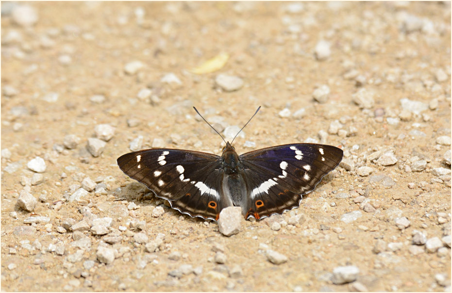 Großer Schillerfalter