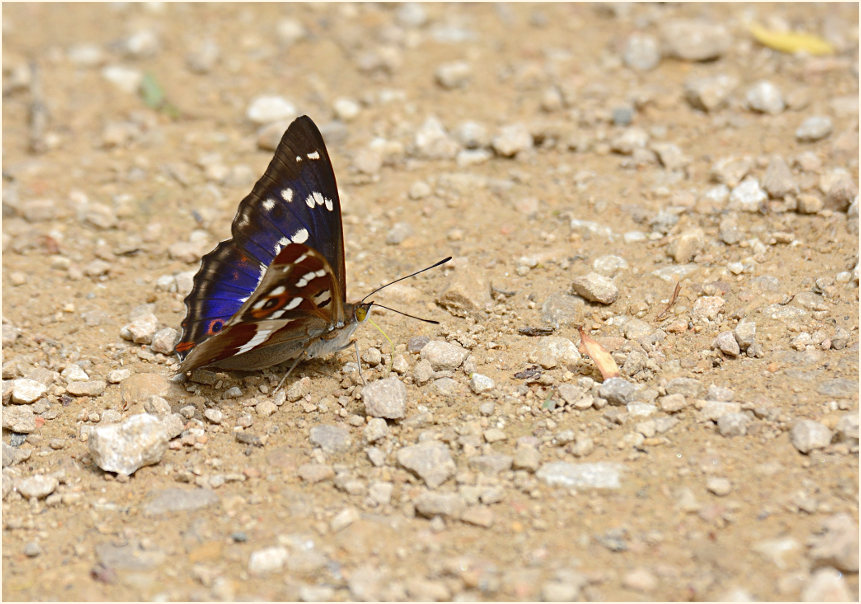 Großer Schillerfalter