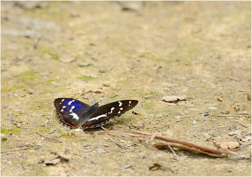 Großer Schillerfalter