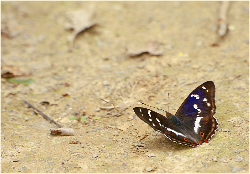 Großer Schillerfalter