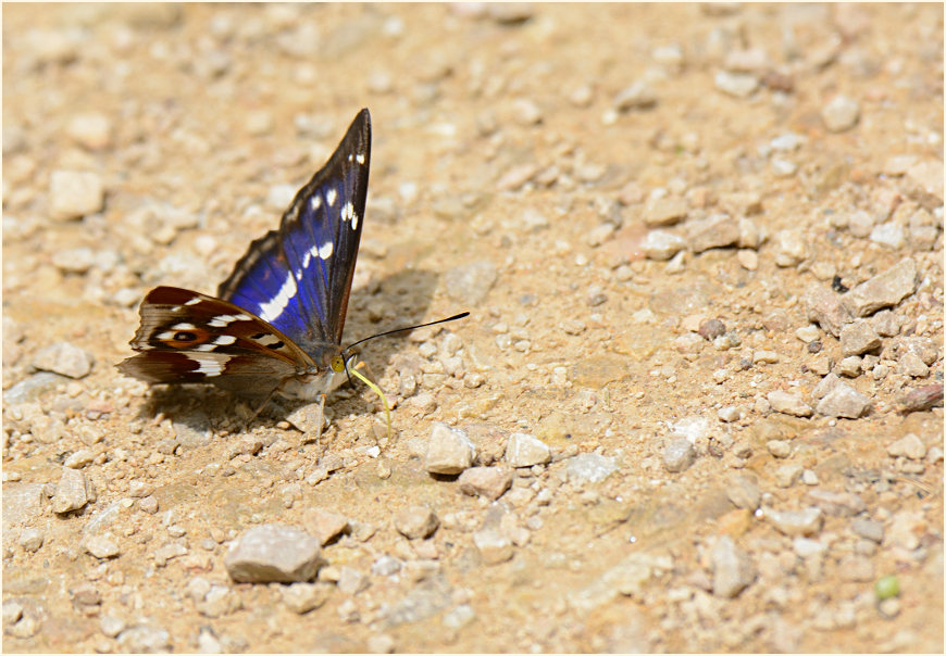 Großer Schillerfalter