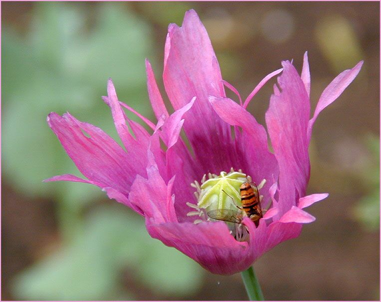 Schlafmohn (Papaver somniferum)