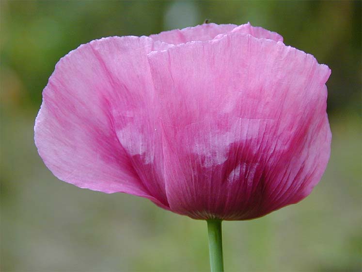 Schlafmohn (Papaver somniferum)