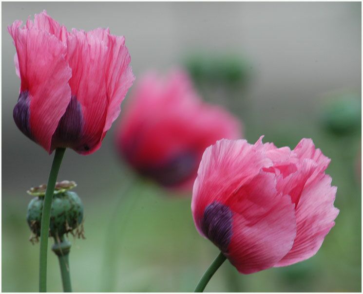 Schlafmohn (Papaver somniferum)