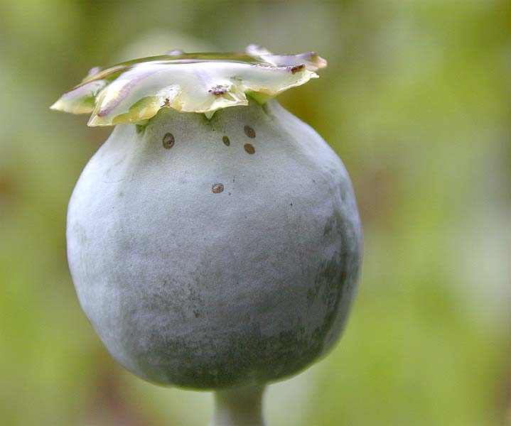 Schlafmohn (Papaver somniferum)