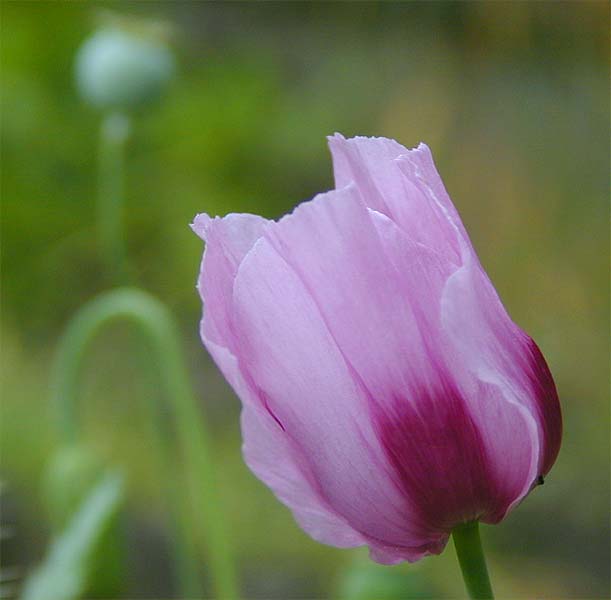 Schlafmohn (Papaver somniferum)