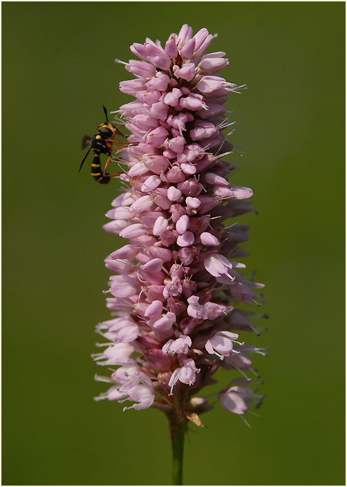 Schlangenknöterich (Polygonum bistorta)