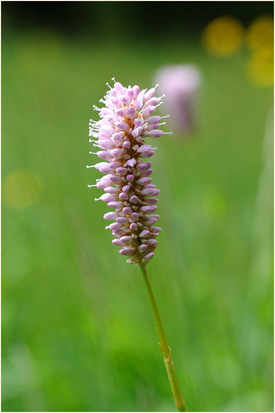 Schlangenknöterich (Polygonum bistorta)