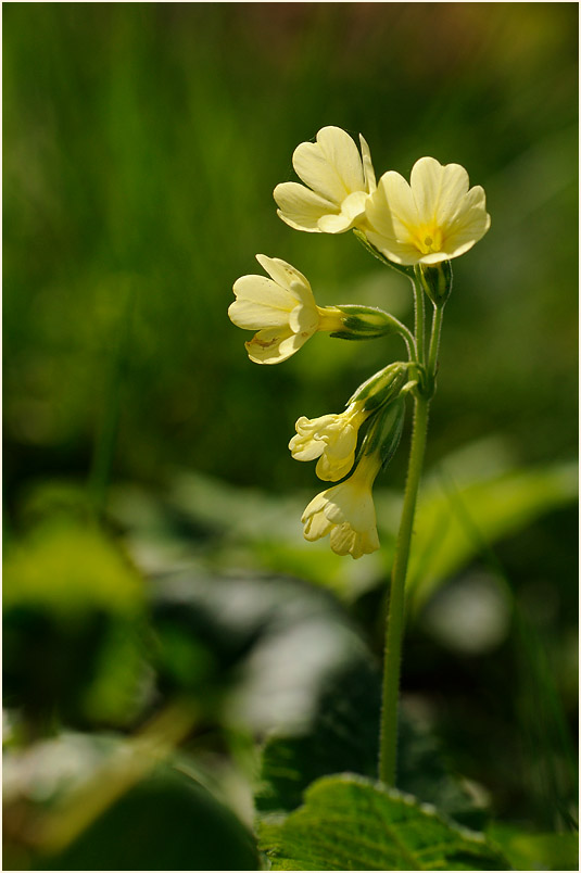 Schlüsselblume (Primula)