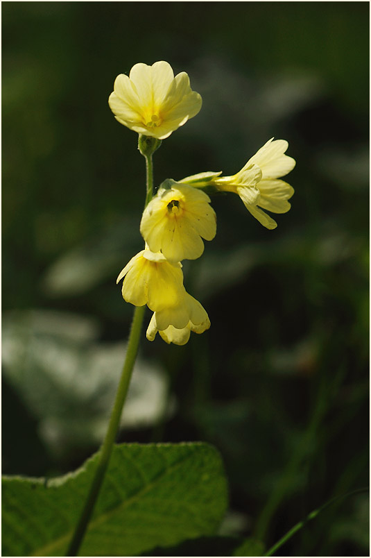 Schlüsselblume (Primula)