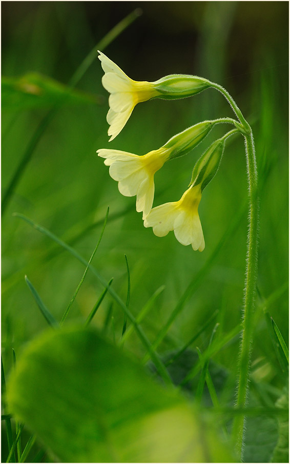 Schlüsselblume (Primula)