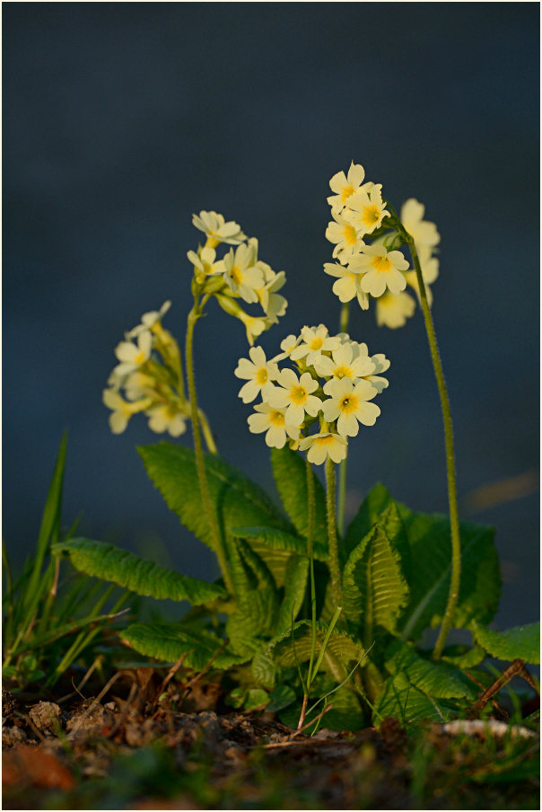 Schlüsselblume (Primula)