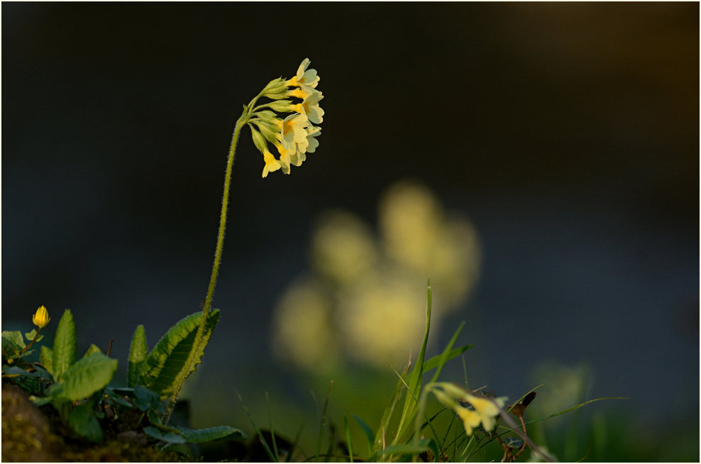 Schlüsselblume (Primula)