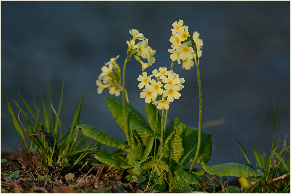 Schlüsselblume (Primula)