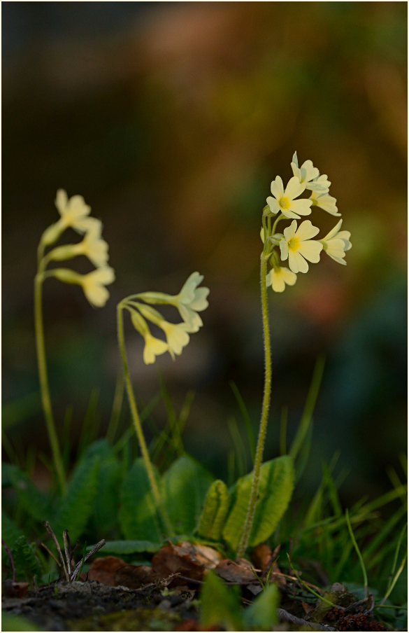 Schlüsselblume (Primula)