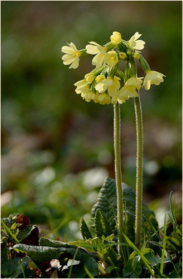 Schlüsselblume (Primula)