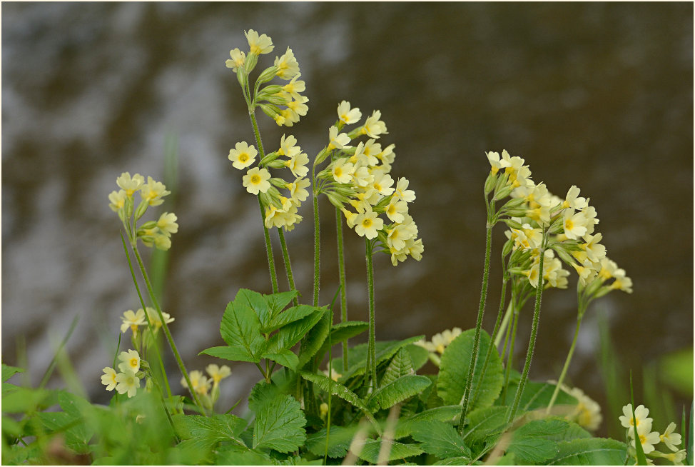 Schlüsselblume (Primula)