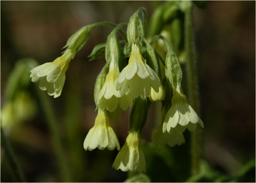 Schlüsselblume (Primula)