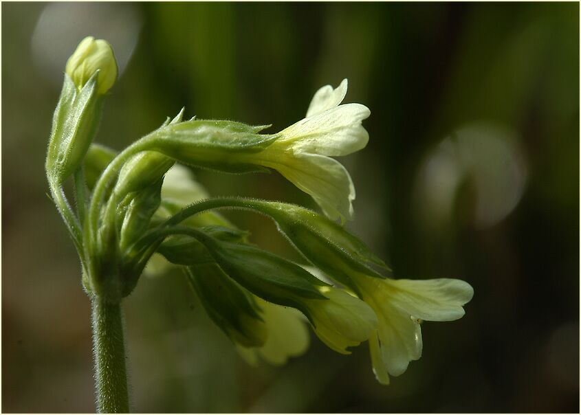 Schlüsselblume (Primula)