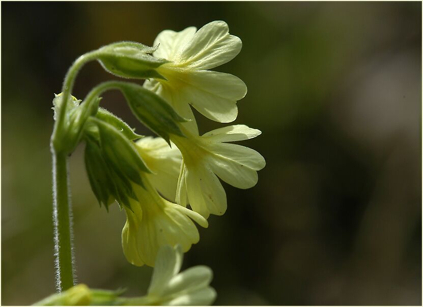 Schlüsselblume (Primula)